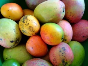 Costly Mango: కిలో కాదు.. ఒక్క పండుకే రూ.500.. ఈ మామిడి పండు హిస్టరీ తెలిస్తే షాక్ అవుతారు..! | | ACTPnews