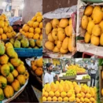Japan Bans Indian Mangoes: భారతీయ మామిడి పండ్లపై జపాన్ నిషేధం.. 20 ఏళ్ల తర్వాత మళ్లీ ఎందుకిలా..? | బిజినెస్ | ACTPnews