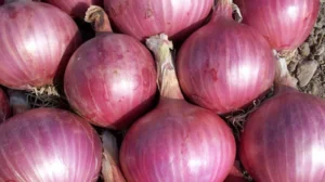Onion Price: ఉల్లి రైతులకు కేంద్రం గుడ్న్యూస్.. ప్రభుత్వ కొనుగోలు ధర 13% పెంపు.. క్వింటాల్కు ఇక ఎంతంటే? | బిజినెస్ | ACTPnews