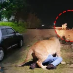 Lion Attack: మన దగ్గరే యువకుడిని చంపిన సింహాలు.. ఛీ అవి ఆ పని చేసుకుంటుంటే చూస్తే ఊరుకుంటాయా..! | ట్రెండింగ్ | ACTPnews