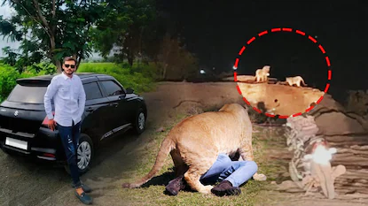 Lion Attack: మన దగ్గరే యువకుడిని చంపిన సింహాలు.. ఛీ అవి ఆ పని చేసుకుంటుంటే చూస్తే ఊరుకుంటాయా..! | ట్రెండింగ్ | ACTPnews
