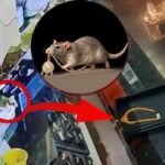 Viral Video: జువెలరీ షాపులో డైమండ్ నెక్లెస్ మాయం.. సీసీ ఫుటేజ్కి చిక్కిన కంటికి కనిపించని దొంగ | ట్రెండింగ్ | ACTPnews