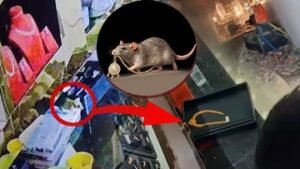 Viral Video: జువెలరీ షాపులో డైమండ్ నెక్లెస్ మాయం.. సీసీ ఫుటేజ్కి చిక్కిన కంటికి కనిపించని దొంగ | ట్రెండింగ్ | ACTPnews