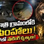 Viral Video: అర్ధరాత్రి గ్రామంలో మూడు సింహాలు.. CCTVలో షాకింగ్ దృశ్యాలు.. | | ACTPnews
