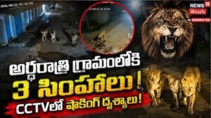 Viral Video: అర్ధరాత్రి గ్రామంలో మూడు సింహాలు.. CCTVలో షాకింగ్ దృశ్యాలు.. | | ACTPnews