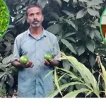 Andhra Avocado Farmer: లాభాలు కురిపిస్తున్న అవకాడో సాగు.. కడప రైతును దేశ ప్రజలకు పరిచయం చేసిన ప్రధాని | ఆంధ్రప్రదేశ్ వార్తలు | ACTPnews