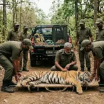 Maharashtra: నలుగురిని బలితీసుకున్న పులి మృతి.. మత్తుమందు ఇచ్చి పట్టుకున్న కాసేపటికే మృత్యువాత! | | ACTPnews
